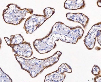 CD10/MME Antibody
