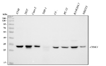 Anti-PSTAIR Antibody (Monoclonal, PSTAIR)