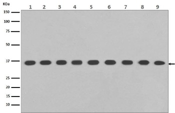 GAPDH Rabbit Monoclonal Antibody, HRP Conjugated