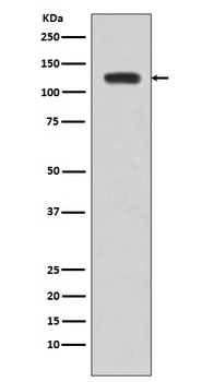 JAK2 Monoclonal Antibody