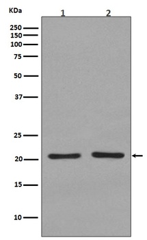 KRAS+HRAS+NRAS Rabbit Monoclonal Antibody