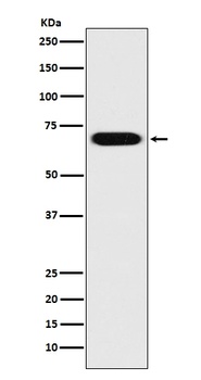PRC1 Rabbit Monoclonal Antibody