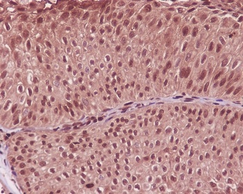 GAPDH Rabbit Monoclonal Antibody