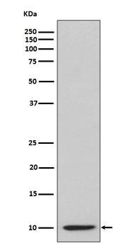IP10 CXCL10 Rabbit Monoclonal Antibody