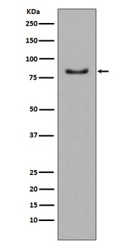 PI 3 Kinase p85 alpha PIK3R1 Rabbit Monoclonal Antibody