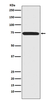 Menin MEN1 Monoclonal Antibody