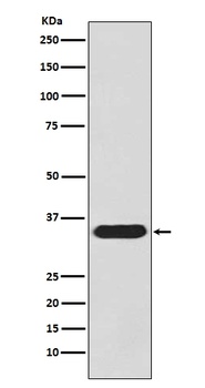 pro Caspase 3 CASP3 Rabbit Monoclonal Antibody