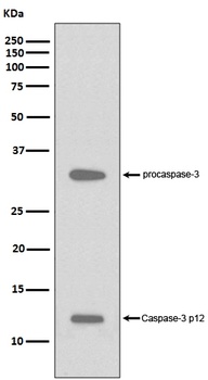 Caspase-3 p12 CASP3 Rabbit Monoclonal Antibody