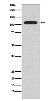 NFAT2 NFATC1 Rabbit Monoclonal Antibody