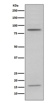 Myeloperoxidase MPO Rabbit Monoclonal Antibody