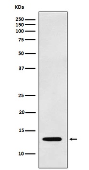 Galectin 1 LGALS1 Monoclonal Antibody