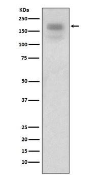 MERTK/Mer Rabbit Monoclonal Antibody