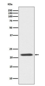 Bid Rabbit Monoclonal Antibody