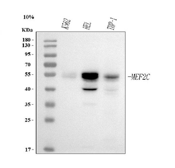 MEF2A+MEF2C Rabbit Monoclonal Antibody