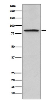 Periostin Monoclonal Antibody