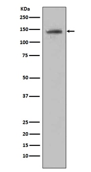 CD22/Siglec 2 Rabbit Monoclonal Antibody