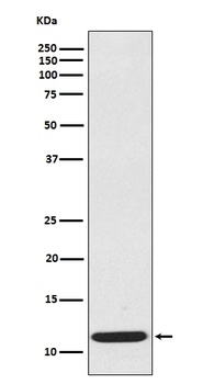 CCL19/Mip 3 Beta Rabbit Monoclonal Antibody