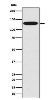 Myosin light chain kinase MYLK Rabbit Monoclonal Antibody