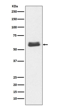 Caspase-10 Rabbit Monoclonal Antibody