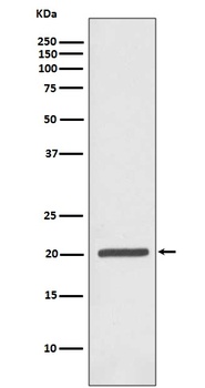 Ferritin FTH1 Rabbit Monoclonal Antibody