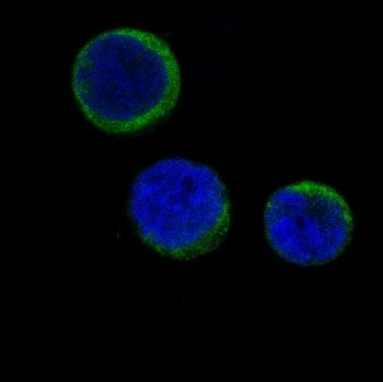 Ferritin FTH1 Rabbit Monoclonal Antibody