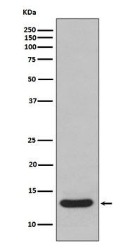 FABP1/L Fabp Rabbit Monoclonal Antibody