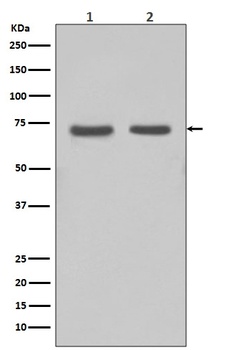 FUBP1 Rabbit Monoclonal Antibody