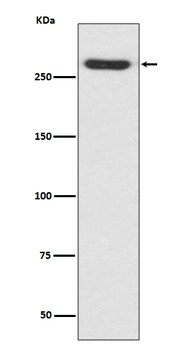 NG2 CSPG4 Rabbit Monoclonal Antibody