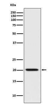 Bad Rabbit Monoclonal Antibody