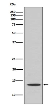 Cytochrome C CYCS Rabbit Monoclonal Antibody