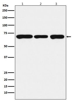 PCK2 Monoclonal Antibody