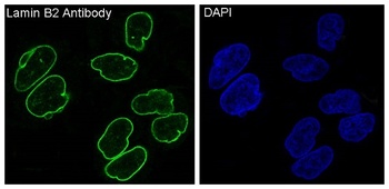 Lamin B2 Monoclonal Antibody