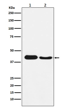 Atg4A Monoclonal Antibody
