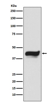 IKB epsilon NFKBIE Monoclonal Antibody