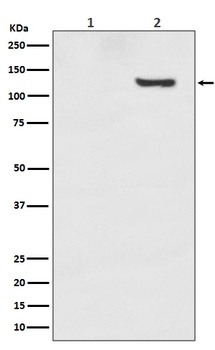 Phospho-SIRT1 (T530) Rabbit Monoclonal Antibody
