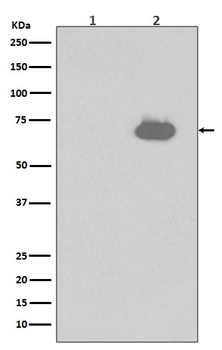 Phospho-SHP2 (Y542) PTPN11 Rabbit Monoclonal Antibody