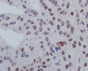 Phospho-GATA3 (S308) Rabbit Monoclonal Antibody
