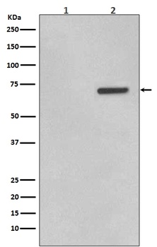 Phospho-ATF2 (T71) Rabbit Monoclonal Antibody