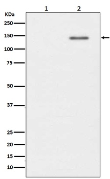 Phospho-SHIP (Y1020) INPP5D Rabbit Monoclonal Antibody