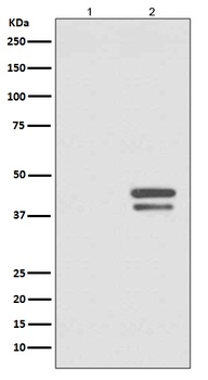 Phospho-JunD (S255) Rabbit Monoclonal Antibody