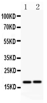 Caspase-8(p18)/CASP8 Antibody