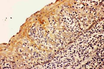 Caspase-8(p18)/CASP8 Antibody
