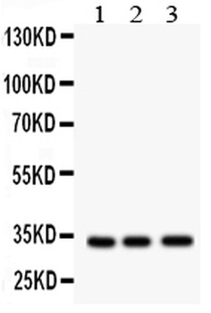 MPG Antibody