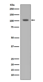 HIF-1 alpha Rabbit Monoclonal Antibody