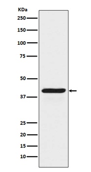 INDO Rabbit Monoclonal Antibody