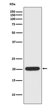 Ferritin Heavy Chain Rabbit Monoclonal Antibody
