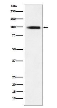 GIT1 Rabbit Monoclonal Antibody