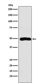 Arp3 Rabbit Monoclonal Antibody