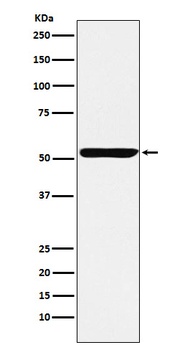 Nuf2 Rabbit Monoclonal Antibody