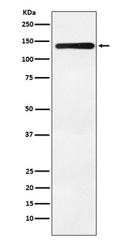 Bub1 Rabbit Monoclonal Antibody